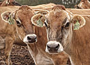 Jersey dairy cows